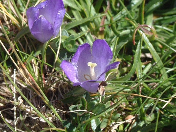 Quale campanula?